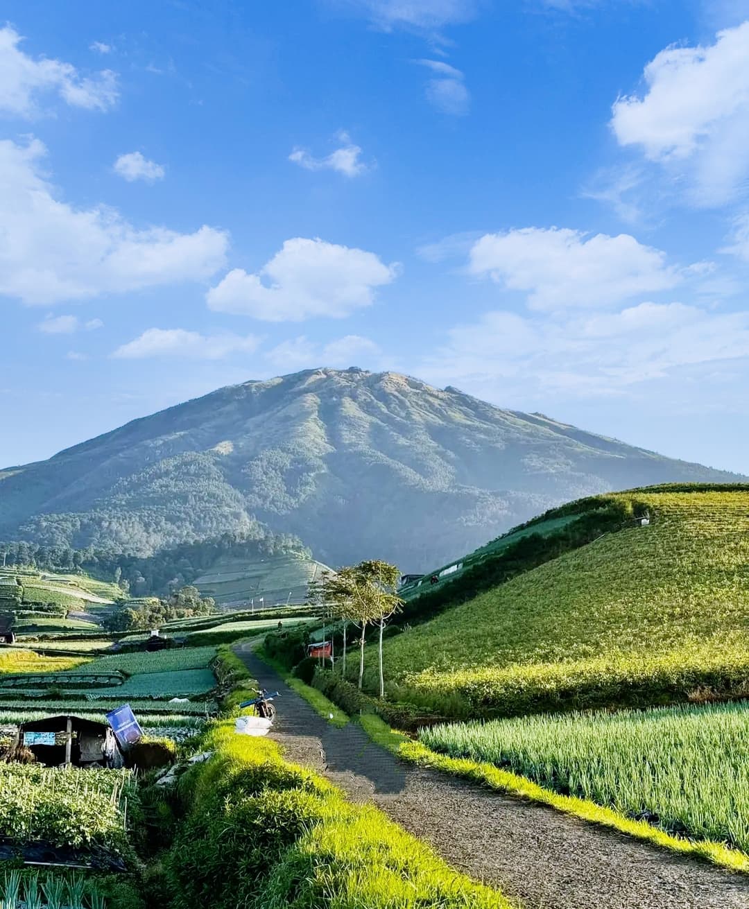 Jalan setapak sawah dengan Gunung Sumbing