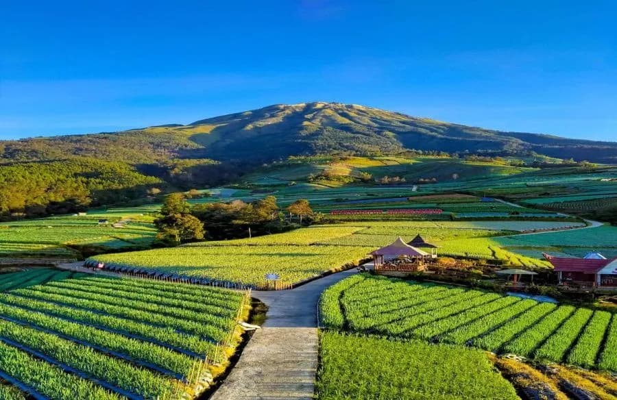 Ladang sayur Desa Sukomakmur dengan latar Gunung Sumbing